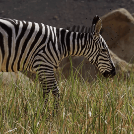 Grapeland Safari Zebra